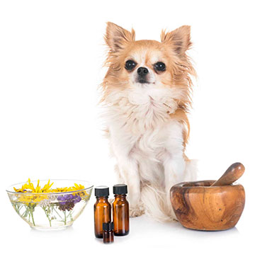 A dog with some compound medicines in front of him