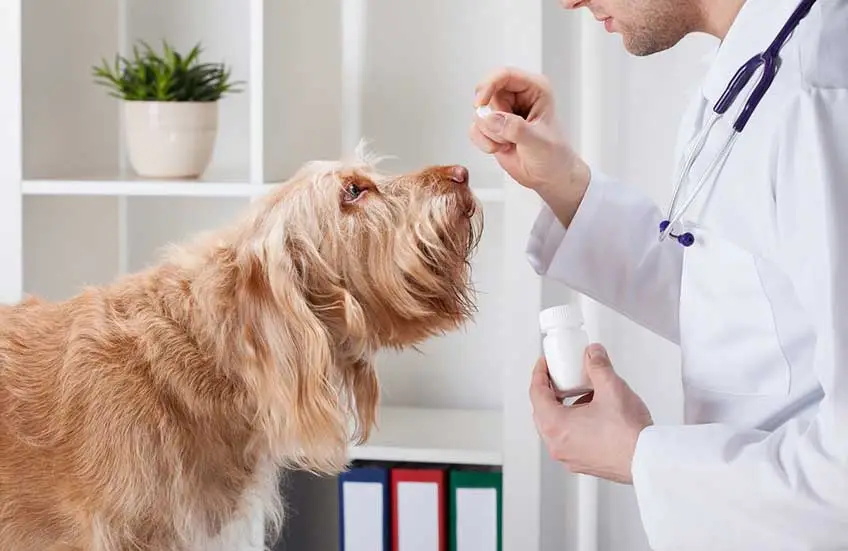 A veterinarian giving medicine to a dog