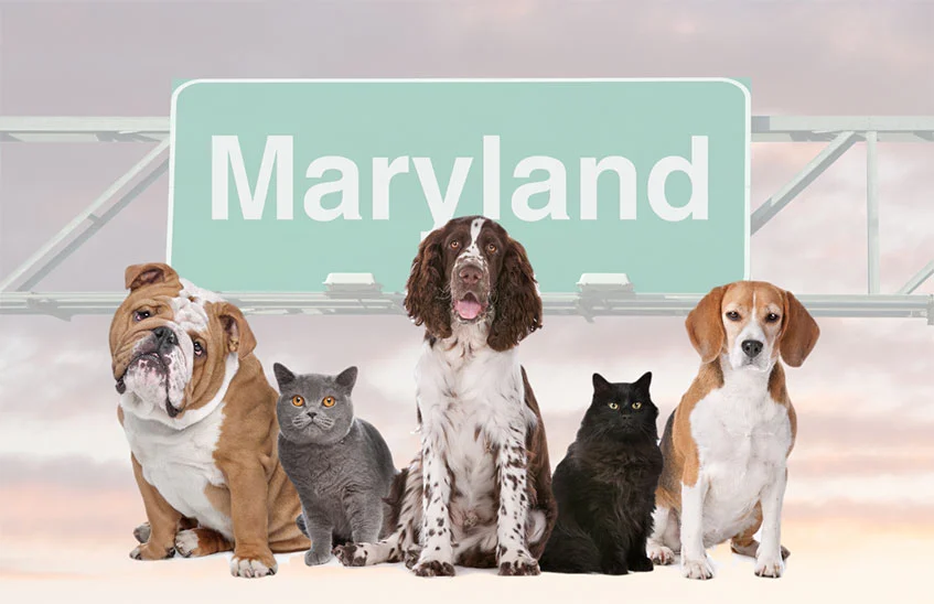 Veterinary Compounding Laws in Maryland: Recent Updates