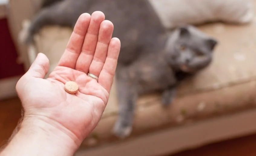 A pet owner has a pill with a cat in background