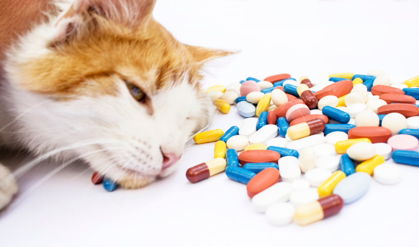 Cat lying next to drugs