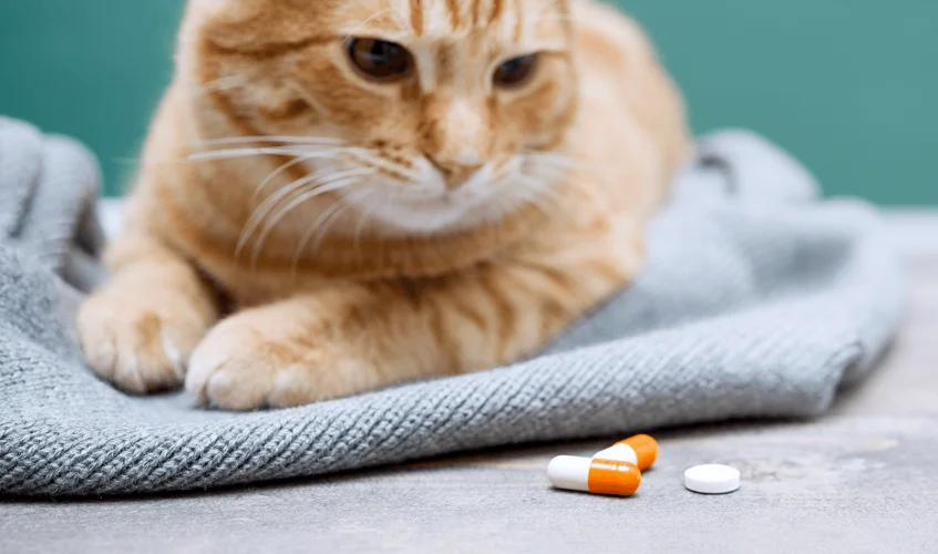 Cat looking at oral capsules