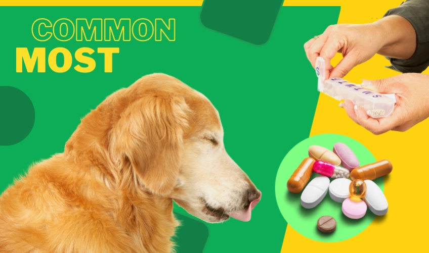7 Common Dog Medications to Use Regularly