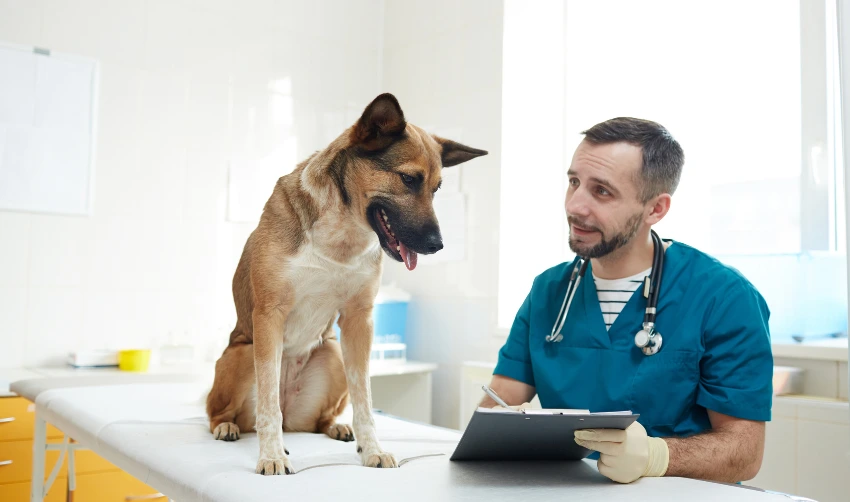 Young doctor making medical notes and showing document to his pet patient in clinic