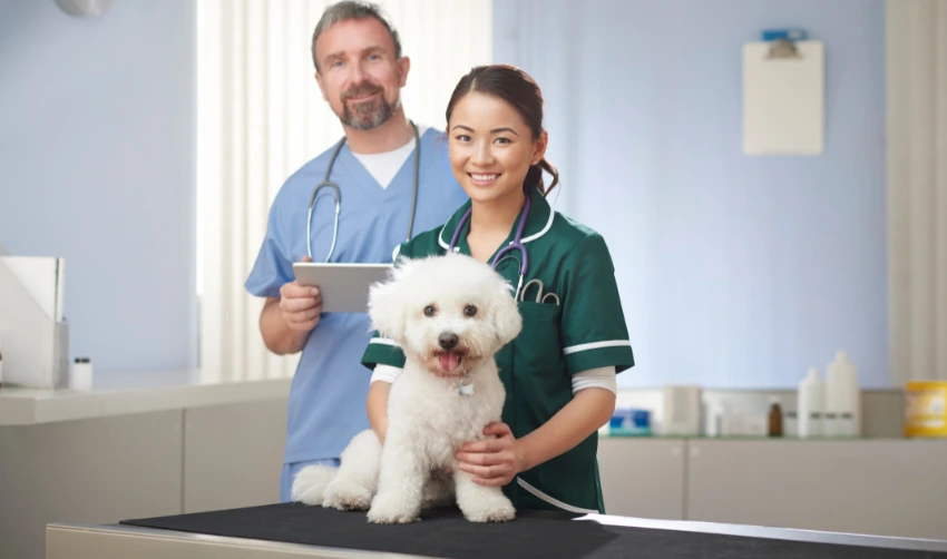 Happy veterinary practice with Bichon Frize dog