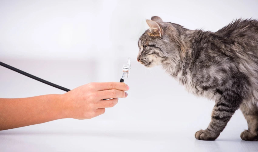 Cute cat sniffs the stethoscope while being examined by the vet.