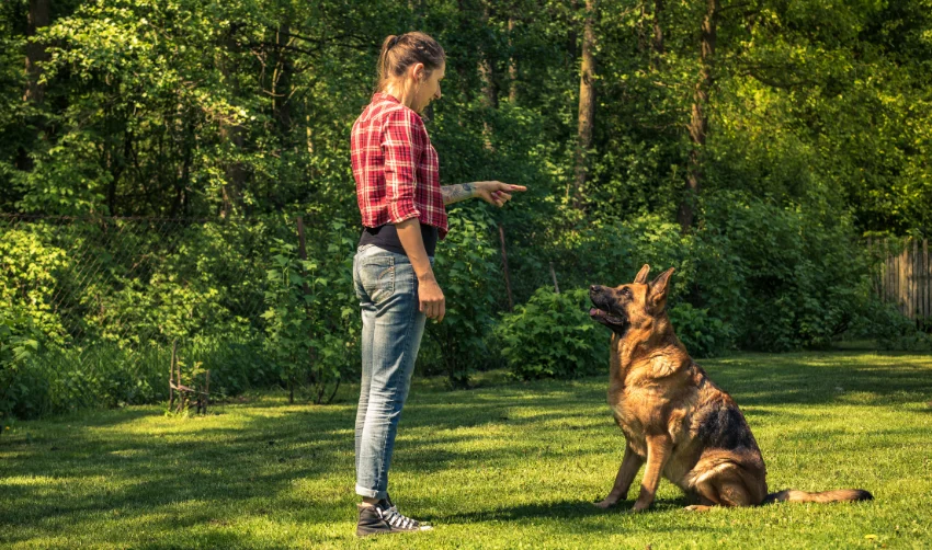 Young woman train german shepherd dog to sit. Toned and authentic image.