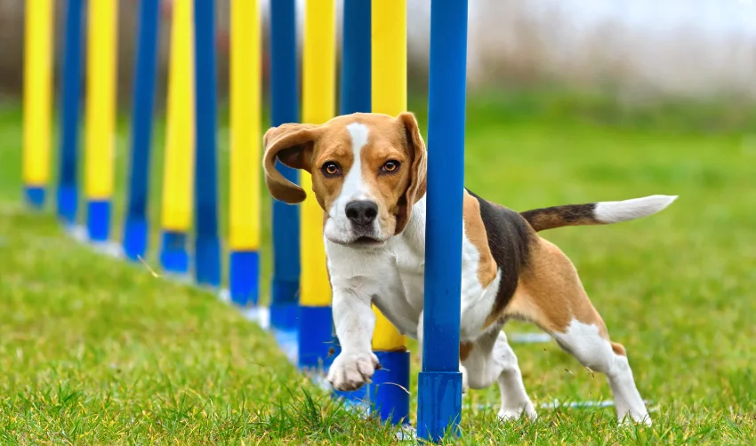 Funny beagle is going through slalom sticks in agility