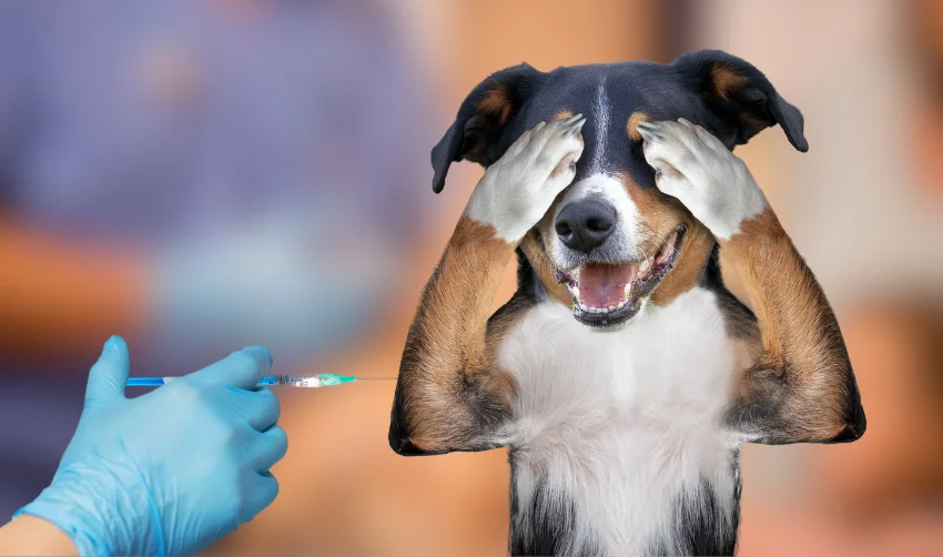 vaccinating dog