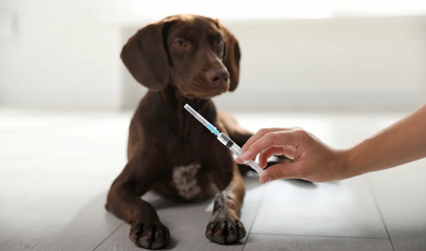 Woman with Syringe near Dog Indoors, Closeup. Pet Vaccination