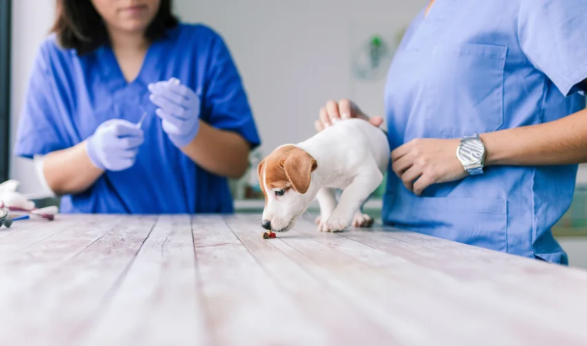 Veterinarian with a Dog for a Check-up in the Clinic