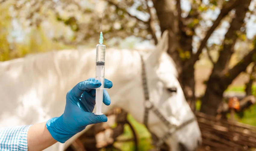 Vet About to Give a Horse a Vaccine