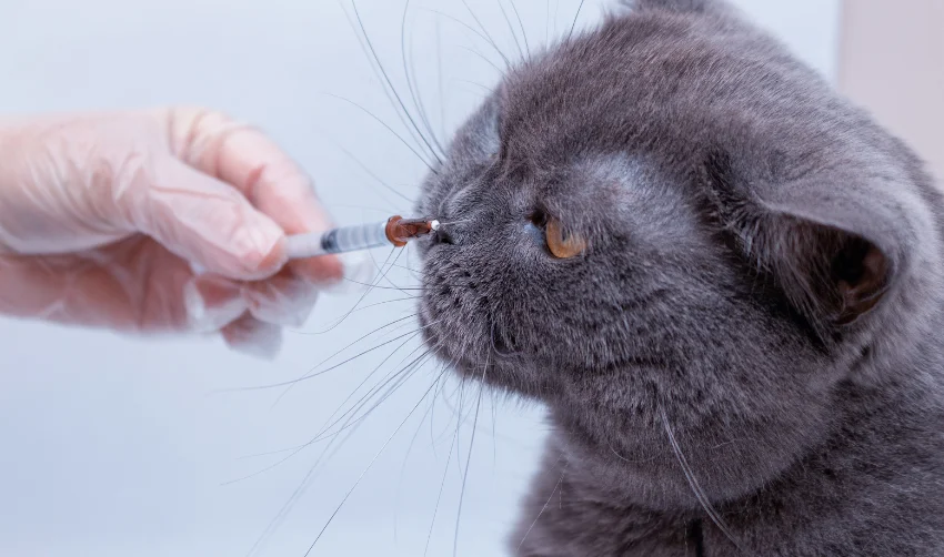 The process of medical veterinary injection of medication vaccine pets cat