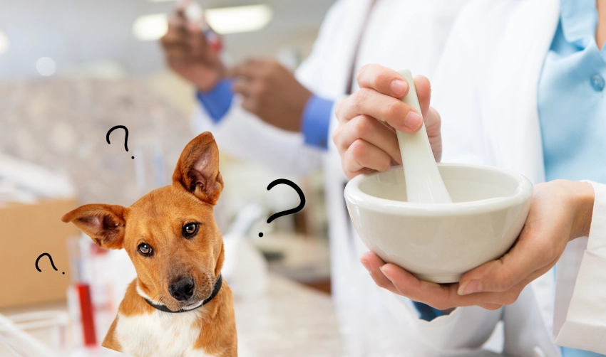 Confused dog, Question marks, Medicine compounding in background