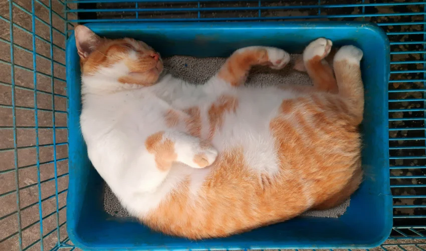 Orange Cat sleeping in litter box - animal behavior.