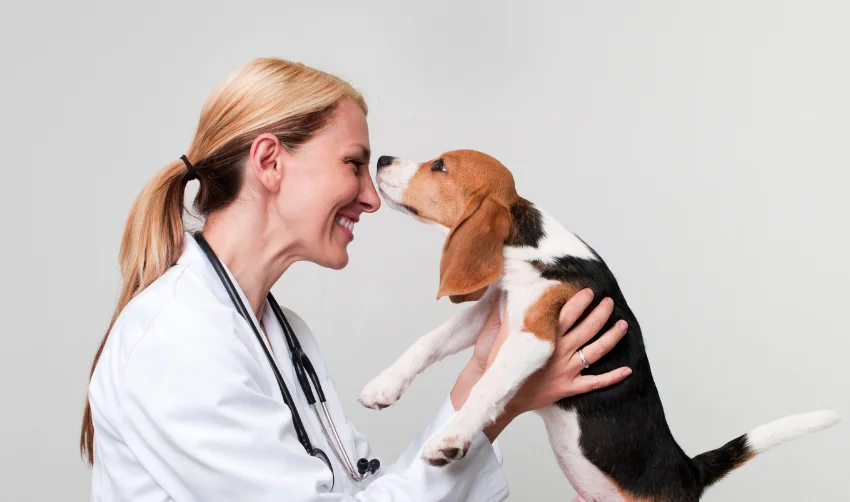 A veterinarian doctor examines a cute dog